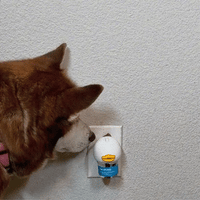 Dog Calming Formula for  Indoor Peeing